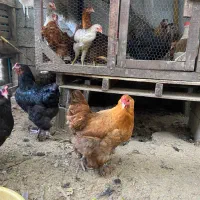 دو عدد مرغ امپراطور یا برهما یکساله تخمگذار|حیوانات مزرعه|ایزدشهر, |دیوار