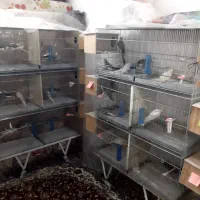 عروس هلندی مولد واقعی