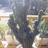 کاکتوس صخرهای|گل و گیاه طبیعی|سنگر, |دیوار