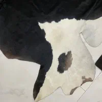 پوست گاو ترکمن نونو بدون ریزش مو فروش فوری