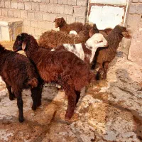 گوسفندبابره جوان وشیره دار