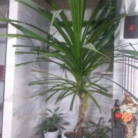 گل پاندانوس|گل و گیاه طبیعی|کرمانشاه, |دیوار