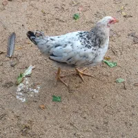 فروش مرغ و خروس شش ماهه