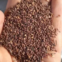 کنجد|عمدهفروشی|حمیدیه, |دیوار