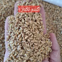 گندم بذر تکتاز بوجار شده و آماده کشت.