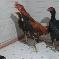 خروس و مرغ لاری