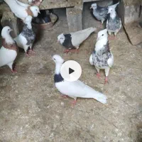 فروش کفتر طوقی