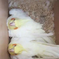 جفت عروس مولد