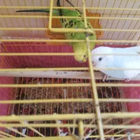 فروش مرغ عشق جفت ی ساله|پرنده|رامسر, |دیوار