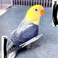 جوجه کبوتر