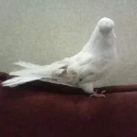 کبوتر نر نوک قنار