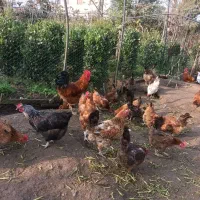 خروسهای محلی در رنگهای متفاوت|حیوانات مزرعه|کلاچای, |دیوار