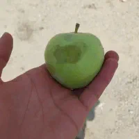 سیب پا درختی