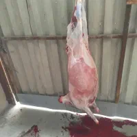 کشتار بره نر..میش ..گوساله وغیره|حیوانات مزرعه|تهران, گلستان (شهرک راه آهن)|دیوار