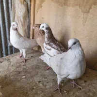 ماده کفتر|پرنده|تهران, آشتیانی|دیوار