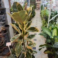 گل آپارتمانی فیکوس بلند زاموفیلیا کوکوپیت قاشقی|گل و گیاه طبیعی|قم, ولیعصر|دیوار