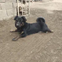 سگ نر پاکوتاه وکشیده