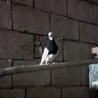 طوقی|پرنده|دره شهر, |دیوار