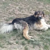 این‌ سگ گم‌شده هرکی‌پیدا‌ کرد‌خبره‌بد۱۰تومن‌شیرینی