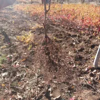 فروش نهال انگور سیاه ریشه لخت