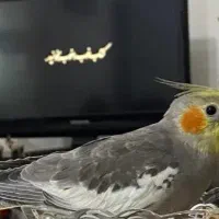 گمشده پرنده|حیوانات|کرج, پیشاهنگی|دیوار