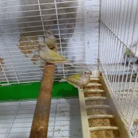 چهارتاجوجه فنچ گلدین سرنارنجی سینه بنفش