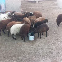 بره نر و ماده|حیوانات مزرعه|مهاجران, |دیوار