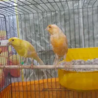 قناری نروماده ۲جفت مست مولود|پرنده|اهر, |دیوار