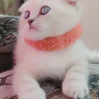 کوچولو ناز اسکاتیش فولد|گربه|ساری, |دیوار