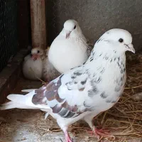 کبوتر|پرنده|ساری, |دیوار