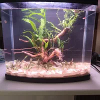 اکواریوم دلسا L470