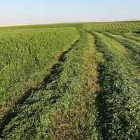 بذررنجرمائوپا ناب وخاص|خدمات باغبانی و درختکاری|تربت‌حیدریه, پائین ولایت|دیوار