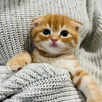 واگذاری گربه اسکاتیش بریتیش ماده