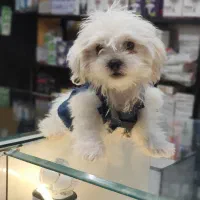 سگ‌قشنگ‌وعالی‌سالم‌زیبا‌ ‌ده تومن‌ ۴‌ماهه|سگ|یزد, |دیوار