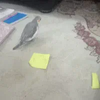 جوجه عروس هلندی