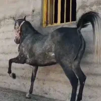اسب مادیان