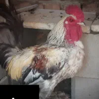 مرغ و خروس فروشی