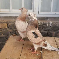 سه تا جوجه کبوتر پرشی حسابی گرویی کبوتر قم