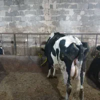 گاوشیری|حیوانات مزرعه|مهربان, |دیوار