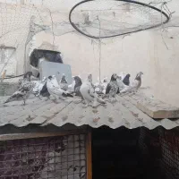 ۴۵ عدد کبوتر|پرنده|رودهن, |دیوار