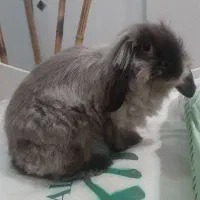 خرگوش