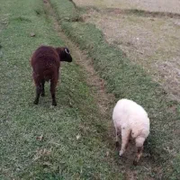 گوسفند نر و ماده معاوضه با اسب سر هم میدم|حیوانات مزرعه|ماکلوان, |دیوار