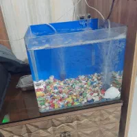 اکواریوم نو