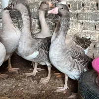 قوغاز و مرغ و خروس|حیوانات مزرعه|زابل, |دیوار