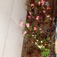 گل و گیاه مرجان گلدار فضای سبز