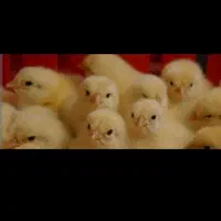 جوجه یک روزه