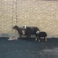 میش بره قوچ پلنگی
