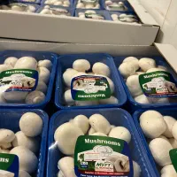 قارچ دکمه ای|خوردنی و آشامیدنی|فردیس, فردیس|دیوار