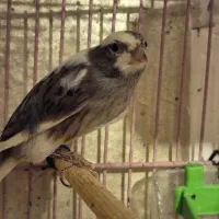 فروش انواع قناری به قیمت مناسب|پرنده|ابهر, |دیوار