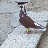 کفتر کیشکیلک سیاه نر